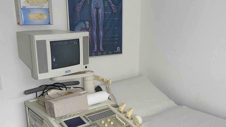 źródło: pixabay.com/pl/699417/falco/CC0 - domena publiczna