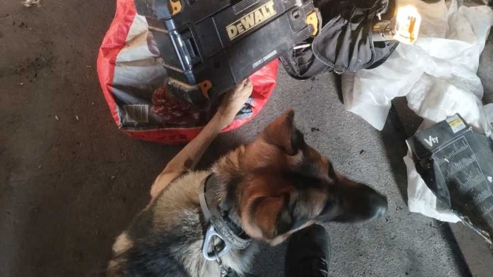 Na miejsce wysłany został czworonożny funkcjonariusz Pier. źródło: stargard.policja.gov.pl/