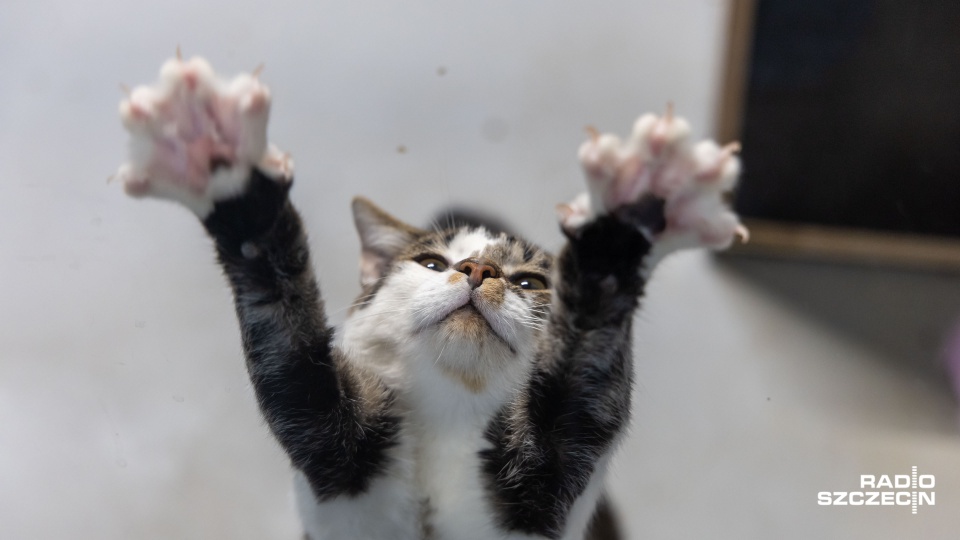 Fot. Robert Stachnik [Radio Szczecin]