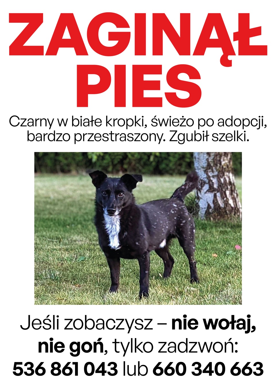 Zdjęcie zaginionego psa.