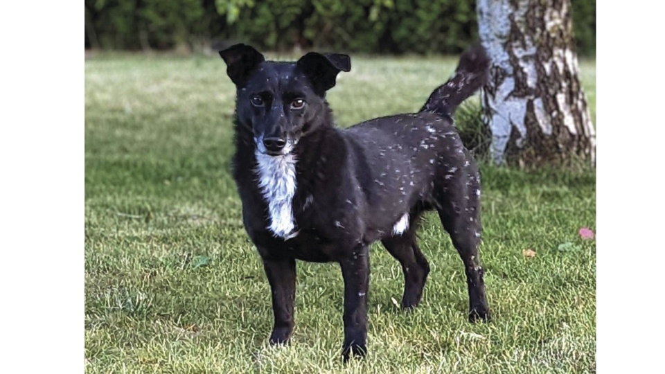Zdjęcie zaginionego psa.