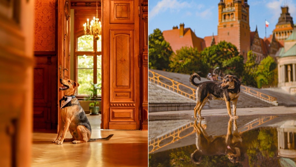 Mat. Urząd Miasta Szczecin