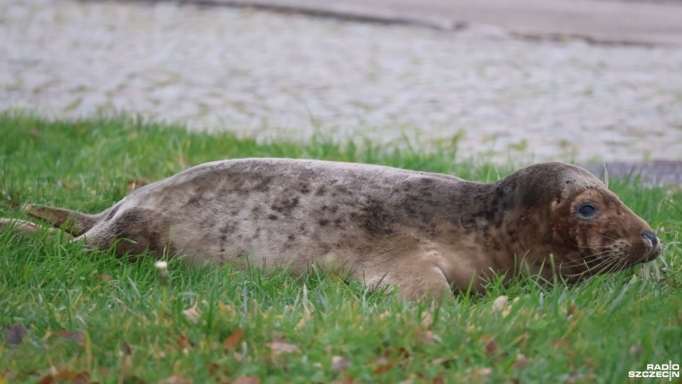 Fot. Przemysław Polanin [Radio Szczecin]