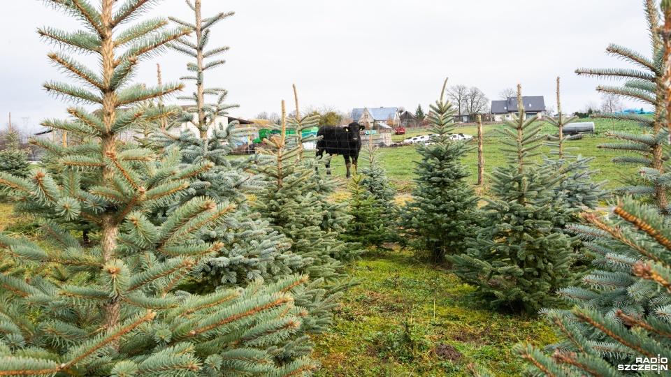 Fot. Weronika Łyczywek [Radio Szczecin]