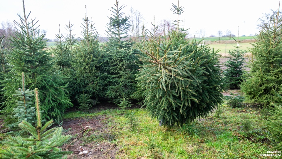 Rozpoczął się sezon na naturalne choinki [WIDEO, ZDJĘCIA]