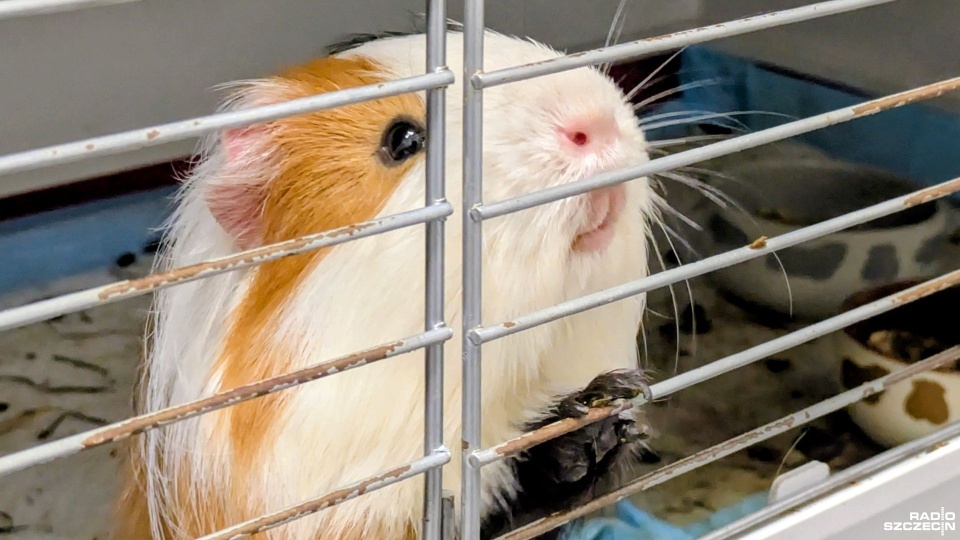 Fot. Maciej Papke [Radio Szczecin]