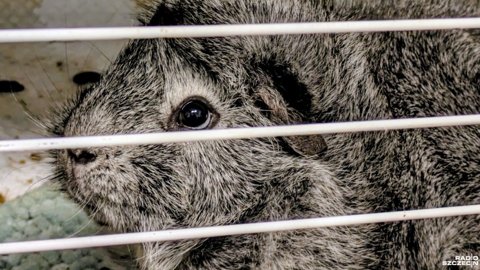 Fot. Maciej Papke [Radio Szczecin]