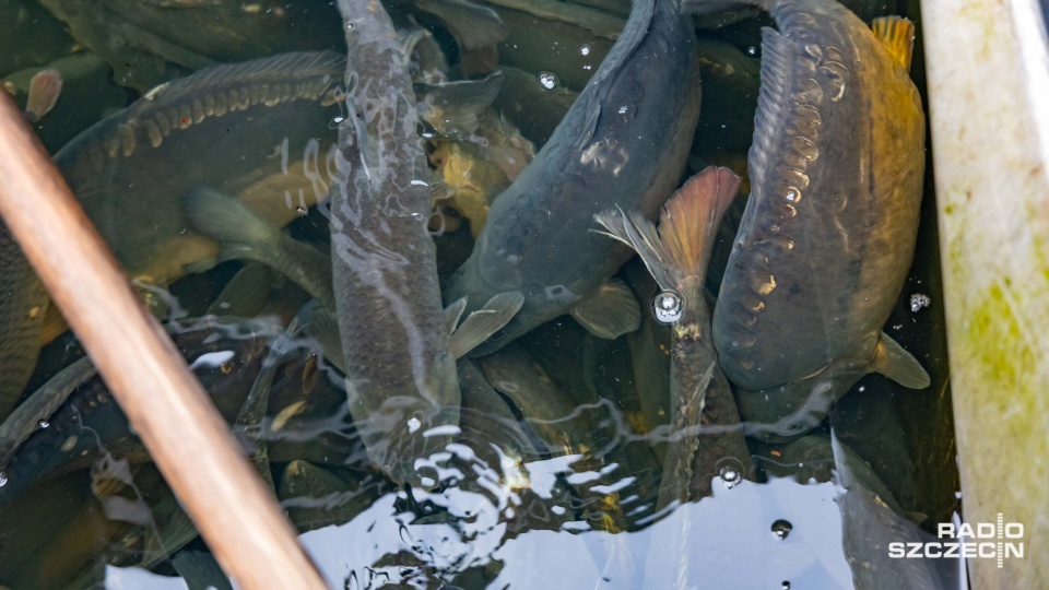 Fot. Robert Stachnik [Radio Szczecin]