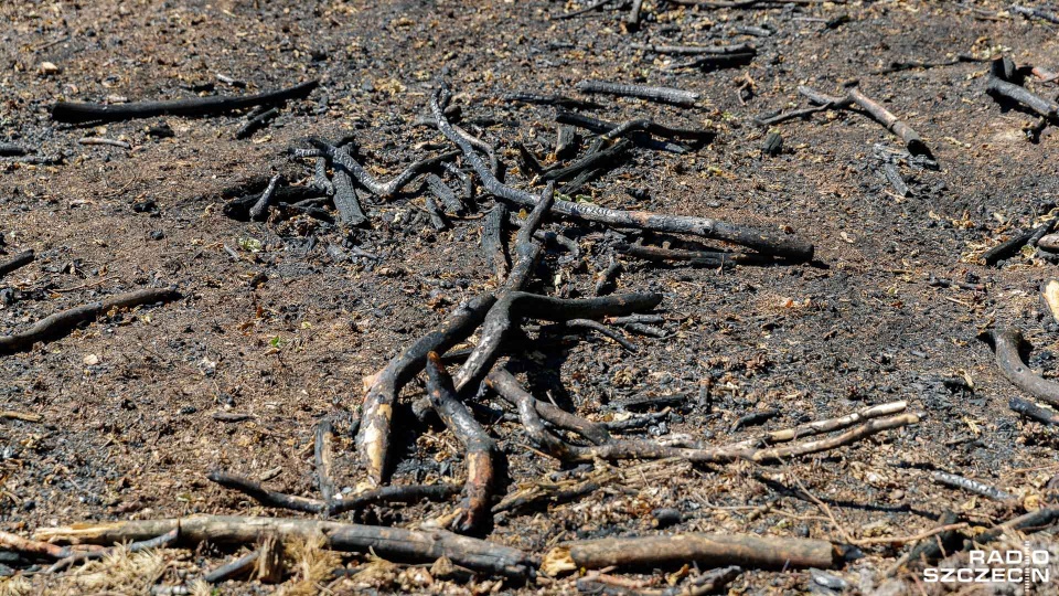 Wyższe kary za wypalanie traw i rozniecanie ognia w lasach