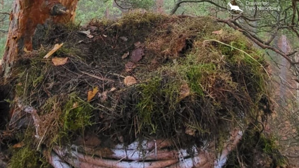 Kolejne sokole gniazdo w Drawieńskim Parku Narodowym [ZDJĘCIA]