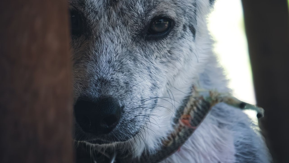 Fot. pixabay.com / SC_Media2 (CC0 domena publiczna)