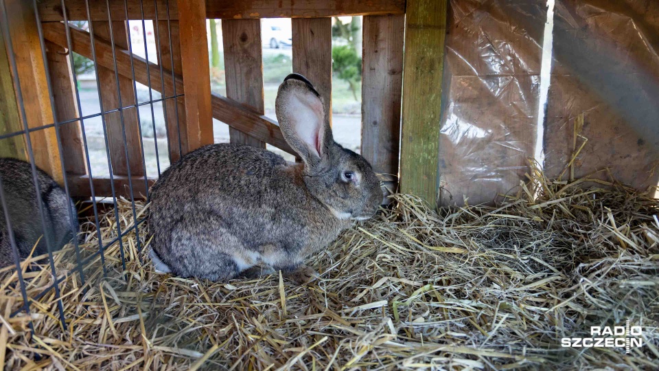 Fot. Robert Stachnik [Radio Szczecin]