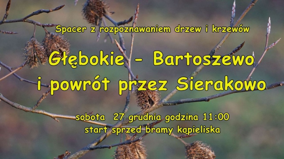 Sobotni spacer z rozpoznawaniem drzew i krzewów