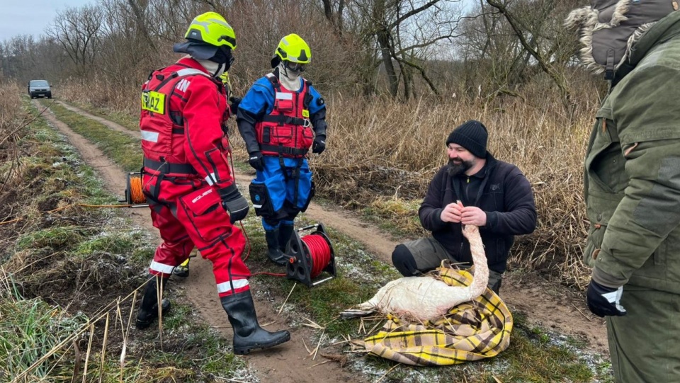 Ranny łabędź w tarapatach. Strażacy z Lubczyny ruszyli na pomoc [ZDJĘCIA]