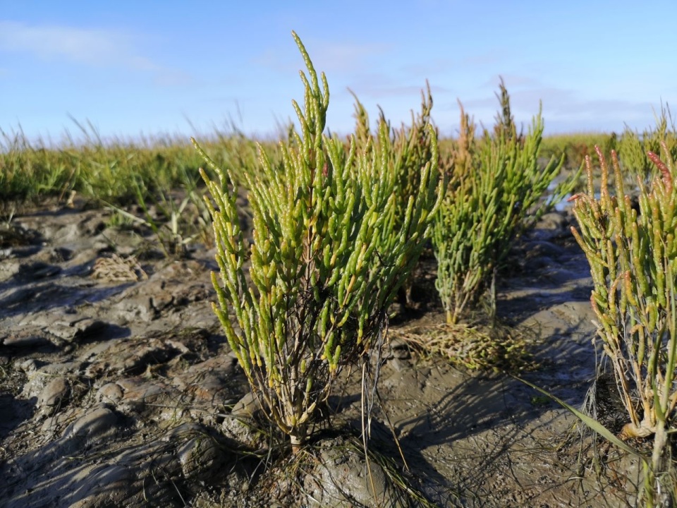 200 tysięcy złotych na rewitalizację Owczego Bagna