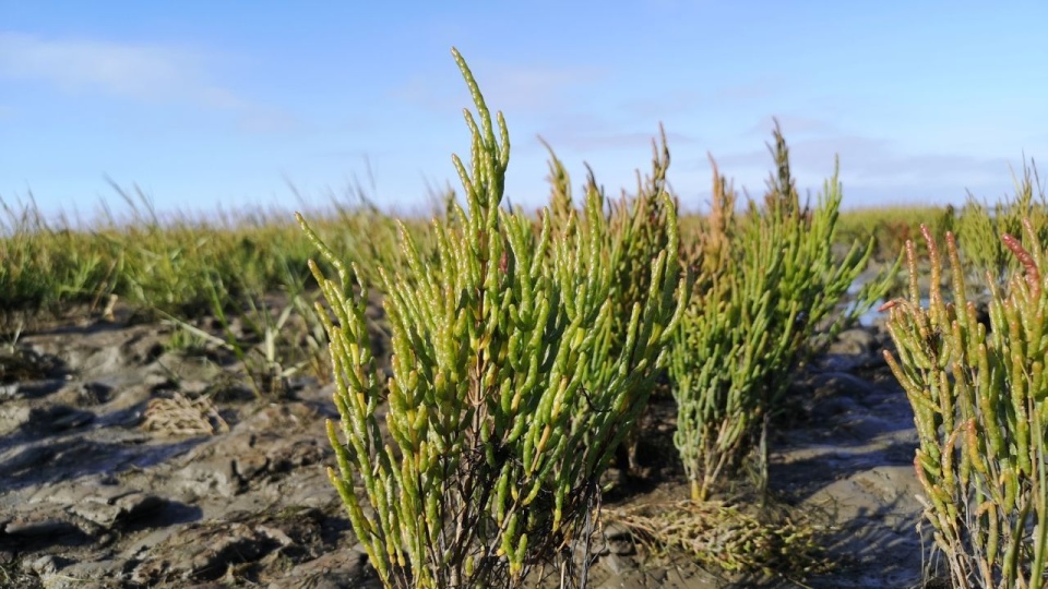 200 tysięcy złotych na rewitalizację Owczego Bagna