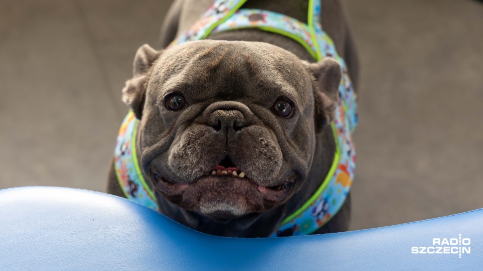 Specjaliści radzą, jak zabezpieczyć pupila w sylwestra [WIDEO, ZDJĘCIA]