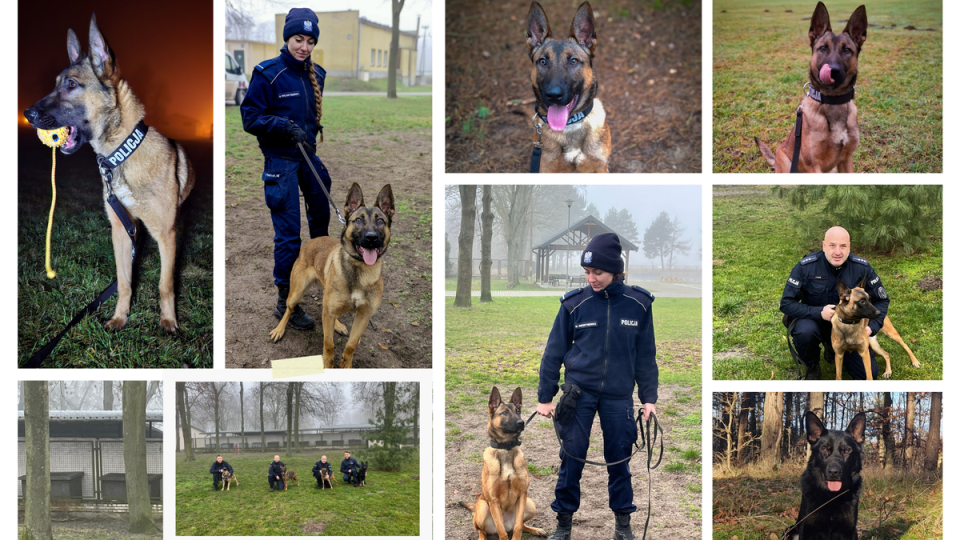 Policja zachodniopomorska ma nowych psich funkcjonariuszy