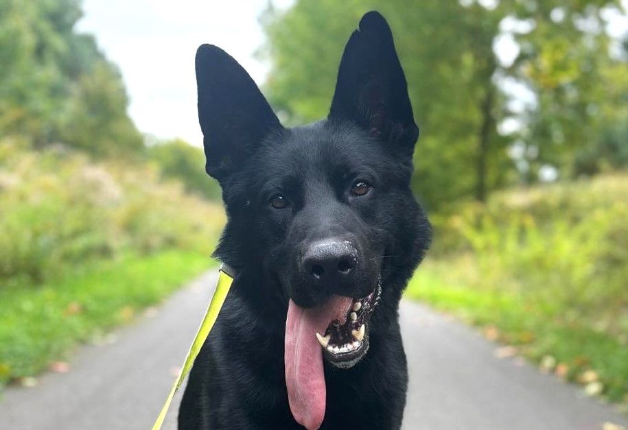 Pies odnalazł zaginionego