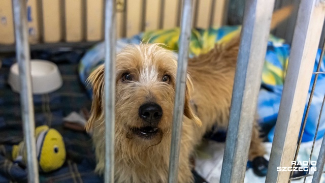 Fot. Robert Stachnik [Radio Szczecin] "Paczka dla zwierzaczka" w szczecińskim TOZ [ZDJĘCIA]