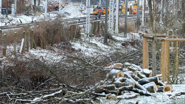 Fot. Robert Stachnik [Radio Szczecin] Kolejarze usuwają drzewa, mieszkańcy niezadowoleni [ZDJĘCIA]