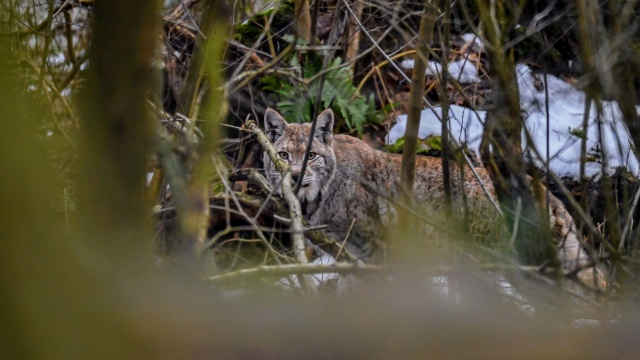 Fot. Medard Bajlak Coraz więcej rysi można spotkać w lasach w regionie [ZDJĘCIA]