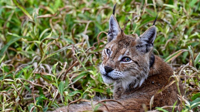 Fot. Medard Bajlak Coraz więcej rysi można spotkać w lasach w regionie [ZDJĘCIA]