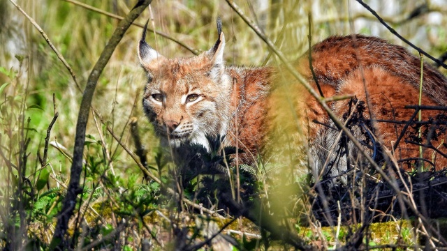 Fot. Medard Bajlak Coraz więcej rysi można spotkać w lasach w regionie [ZDJĘCIA]