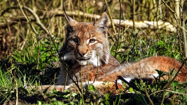Fot. Medard Bajlak Coraz więcej rysi można spotkać w lasach w regionie [ZDJĘCIA]