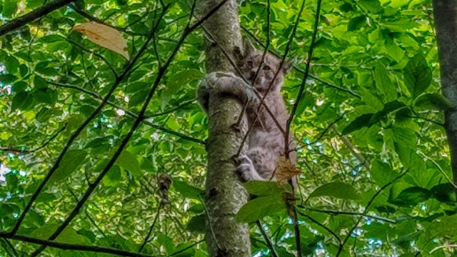 Fot. Medard Bajlak Coraz więcej rysi można spotkać w lasach w regionie [ZDJĘCIA]