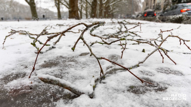 Fot. Robert Stachnik [Radio Szczecin] Gołoledź sprawia zagrożenie nie tylko na drogach, ale też na gałęziach [ZDJĘCIA]