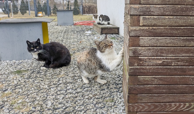 Fot. Maciej Papke [Radio Szczecin] Dzień Kota w schronisku w Dobrej [WIDEO, ZDJĘCIA]