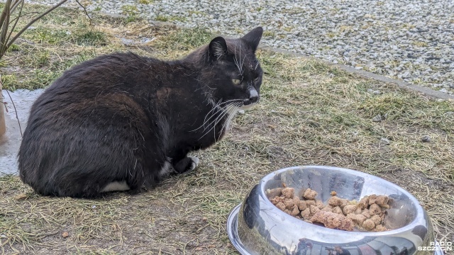Fot. Maciej Papke [Radio Szczecin] Dzień Kota w schronisku w Dobrej [WIDEO, ZDJĘCIA]