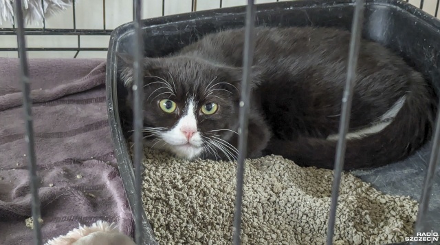 Fot. Maciej Papke [Radio Szczecin] Dzień Kota w schronisku w Dobrej [WIDEO, ZDJĘCIA]