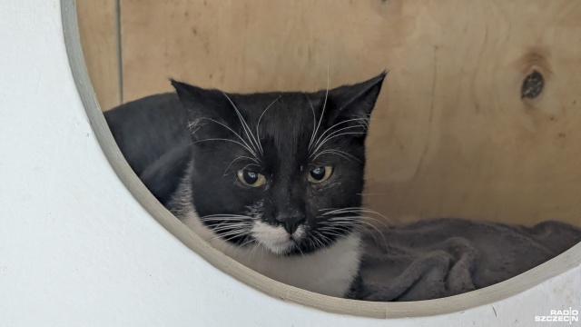 Fot. Maciej Papke [Radio Szczecin] Dzień Kota w schronisku w Dobrej [WIDEO, ZDJĘCIA]