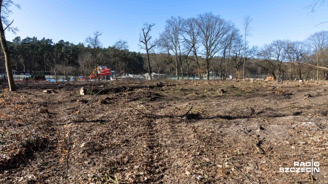 Fot. Robert Stachnik [Radio Szczecin] Wycinka drzew w Lesie Arkońskim. Podzielone opinie mieszkańców [ZDJĘCIA]