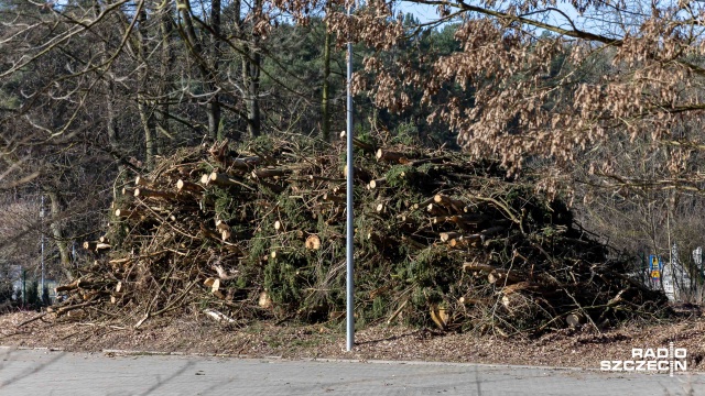 Fot. Robert Stachnik [Radio Szczecin] Wycinka drzew w Lesie Arkońskim. Podzielone opinie mieszkańców [ZDJĘCIA]