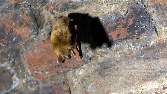 Fot. Robert Stachnik [Radio Szczecin] Duża liczba nietoperzy hibernowała tej zimy w Szczecinie [WIDEO, ZDJĘCIA]