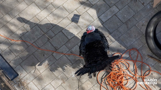 Fot. Robert Stachnik [Radio Szczecin] Spór o drób w kamienicy w Podjuchach [ZDJĘCIA]