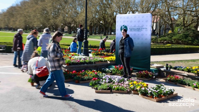 Fot. Robert Stachnik [Radio Szczecin] Kwiat za grat na Jasnych Błoniach [WIDEO, ZDJĘCIA]