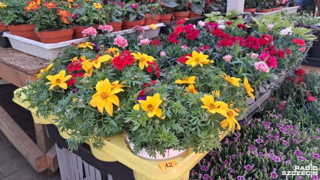 Fot. Joanna Maraszek [Radio Szczecin] Rozpoczął się sezon działkowy. Mieszkańcy Świnoujścia ruszyli po sadzonki [ZDJĘCIA]