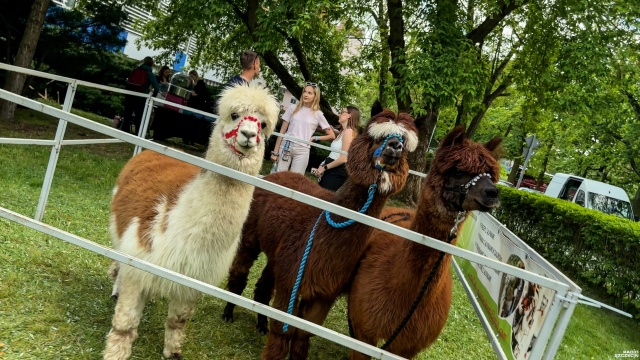 Fot. Wojciech Ochrymiuk [Radio Szczecin] Studenci zawładnęli miastem. W Szczecinie rozpoczęły się Juwenalia [WIDEO, ZDJĘCIA]