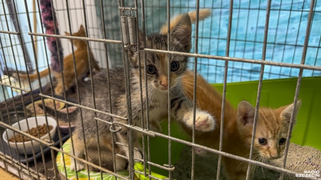 Fot. Maciej Papke [Radio Szczecin] Stowarzyszenie KociArka zmaga się z kocią górką i apeluje o pilne adopcje [WIDEO, ZDJĘCIA]