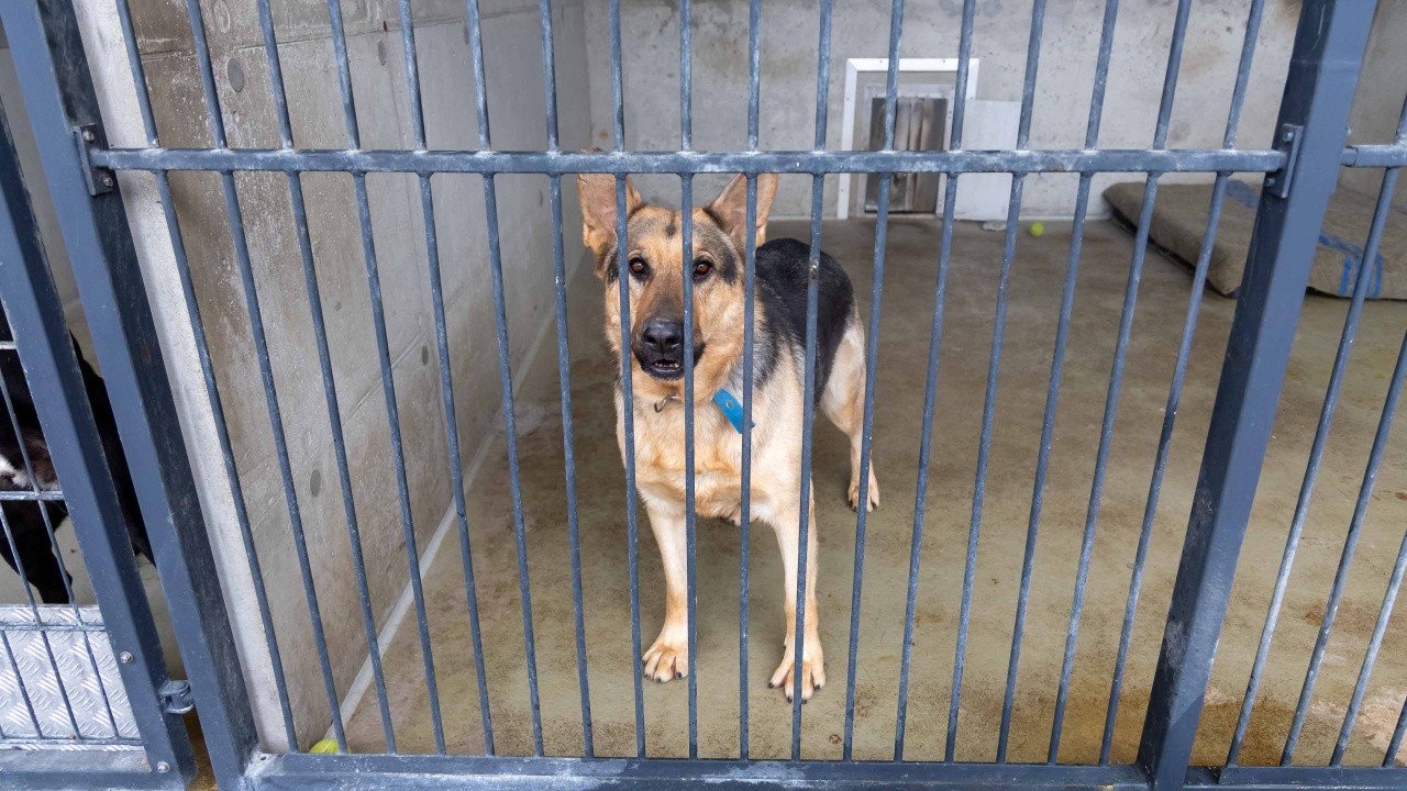 Mróz bardzo niebezpieczny dla bezdomnych zwierząt [WIDEO, ZDJĘCIA]