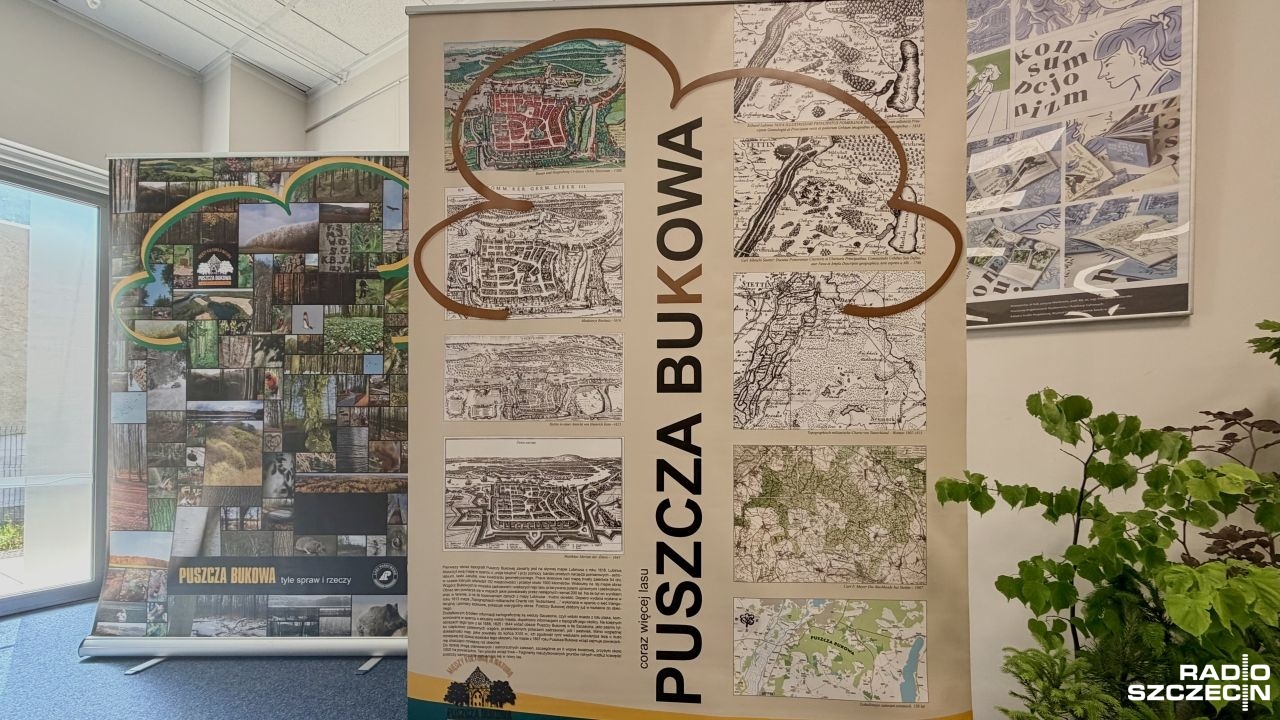 Lasy Państwowe planują wycinkę w Puszczy Bukowej