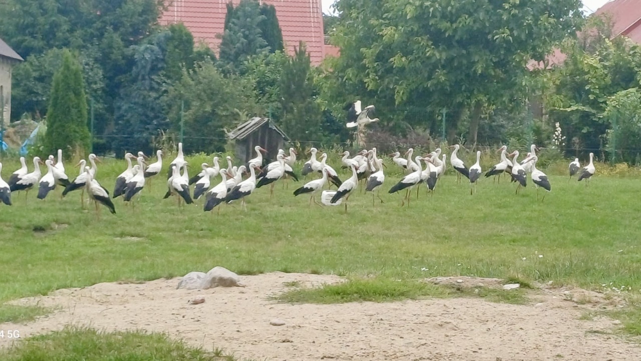 Bociany opanowały Wojtaszyce. "Ja nie dowierzałam. Taki cud" [ZDJĘCIA]