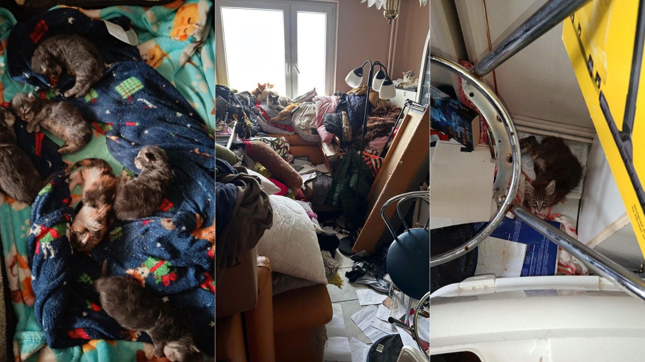 TOZ podjął próbę zabezpieczenia 28 kotów. Sprawą zajmuje się policja