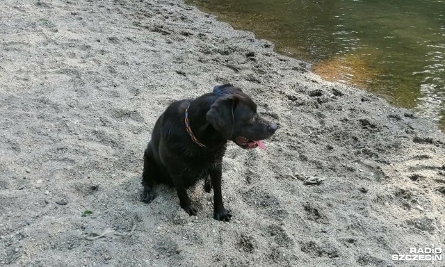 Noworoczne spacery także mogą być bardzo niekomfortowe dla czworonożnych domowników.