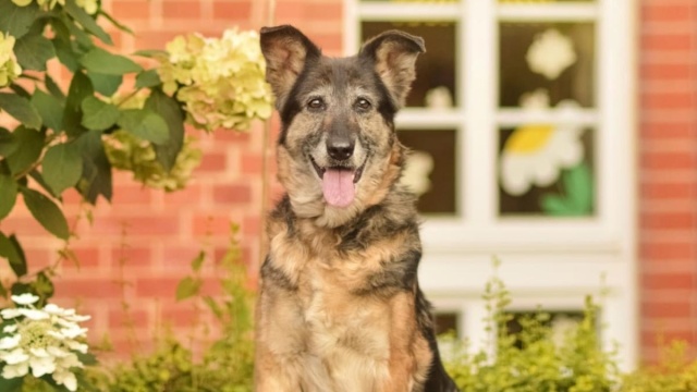 Na huk petard czy wystrzały fajerwerków wiele zwierząt zareagowało strachem, lękiem czy ucieczką. Niektóre straciły życie. Sylwester i Nowy Rok to najtrudniejszy czas nie tylko dla zwierząt, które mają dom i swoich opiekunów, ale także dla tych, które przebywają w schroniskach.