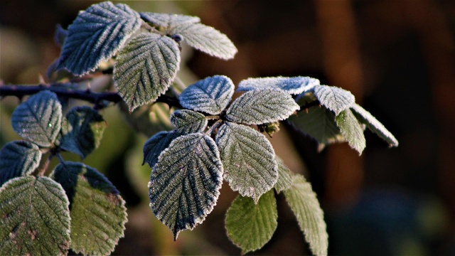 Sadownicy i ogrodnicy, którzy ponieśli straty w wyniku ubiegłorocznych wiosennych przymrozków, mogą się ubiegać o pomoc finansową do 15 stycznia.